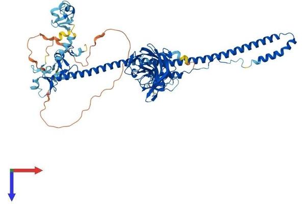 TRIM9 Protein (AA 1-710) (His tag)