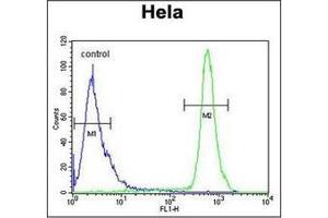 Flow Cytometric analysis of Hela cells using HS3ST2 Antibody (C-term) Cat. (HS3ST2 Antikörper  (C-Term))