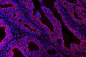 IF analysis of DTR/HBEGF using anti-DTR/HBEGF antibody (ABIN7603042).