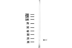 Western blot analysis of lysates from RAW264.