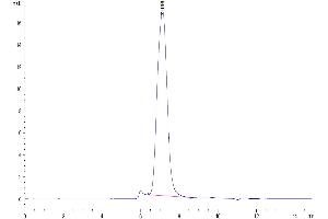 Size-exclusion chromatography-High Pressure Liquid Chromatography (SEC-HPLC) image for CD86 (CD86) (AA 26-240) protein (His tag) (ABIN7273896)