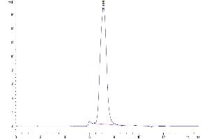 The purity of Cynomolgus B7-2 is greater than 95 % as determined by SEC-HPLC. (CD86 Protein (CD86) (AA 26-240) (His tag))