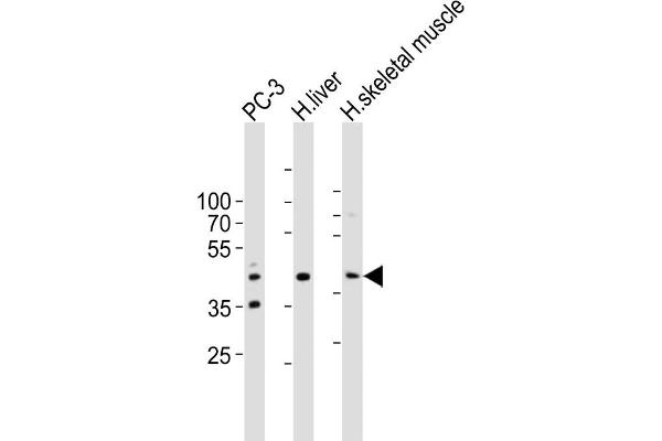 POC1A 抗体  (C-Term)