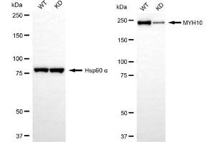 Western blotting analysis using MYH10 antibody (ABIN7799526). (Rekombinanter MYH10 Antikörper)