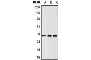 Western blot analysis of GPR12 expression in HepG2 (A), Raw264. (G Protein-Coupled Receptor 12 Antikörper  (N-Term))