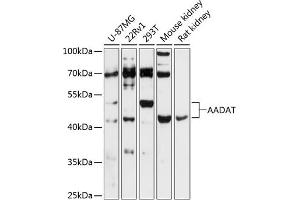 Western blot analysis of extracts of various cell lines, using AADAT antibody (ABIN6127317, ABIN6136314, ABIN6136316 and ABIN6216949) at 1:3000 dilution. (AADAT Antikörper  (AA 34-429))