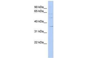 Image no. 1 for anti-Solute Carrier Family 22 (Organic Cation Transporter), Member 17 (SLC22A17) (AA 323-372) antibody (ABIN6743221)