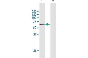 Western Blot analysis of SGPL1 expression in transfected 293T cell line by SGPL1 MaxPab polyclonal antibody.