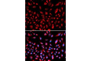 Immunofluorescence analysis of U2OS cell using CLDN11 antibody.