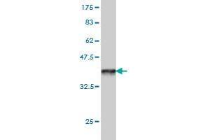 Western Blot detection against Immunogen (36. (PCDHB14 Antikörper  (AA 181-279))