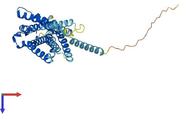 G Protein-Coupled Receptor 119 Protein (GPR119) (AA 1-335) (His tag)