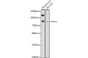 Western blot analysis of extracts of various cell lines, using UFL1 antibody (ABIN7271213) at 1:1000 dilution. (UFL1 Antikörper)
