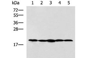 Western blot analysis of Jurkat NIH/3T3 Raji 231 and A172 cell lysates using RPS11 Polyclonal Antibody at dilution of 1:700 (RPS11 Antikörper)