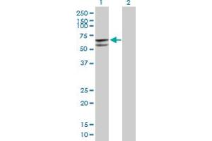 Western Blot analysis of GLUD2 expression in transfected 293T cell line by GLUD2 MaxPab polyclonal antibody. (GLUD2 Antikörper  (AA 1-558))