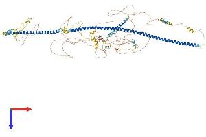 TRAK1 Protein (AA 1-939) (His tag)