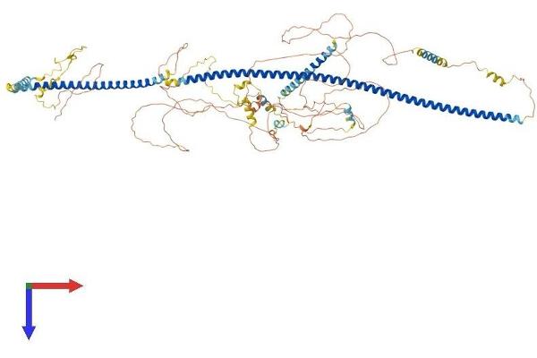 TRAK1 Protein (AA 1-939) (His tag)