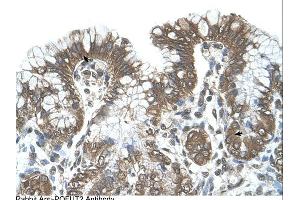 Immunohistochemistry (IHC) image for anti-Protein O-Fucosyltransferase 2 (POFUT2) (C-Term) antibody (ABIN310737) (POFUT2 Antikörper  (C-Term))