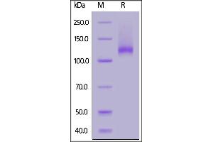 Mouse Neuropilin-1, His Tag on  under reducing (R) condition. (Neuropilin 1 Protein (NRP1) (AA 22-856) (His tag))