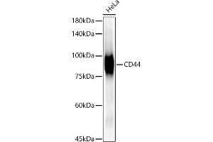 Western blot analysis of extracts of HeLa cells, using CD44 antibody  at 1:1000 dilution. (CD44 Antikörper)