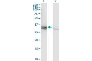 Western Blotting (WB) image for anti-Caspase 1 (CASP1) (AA 1-100) antibody (ABIN598501) (Caspase 1 Antikörper  (AA 1-100))