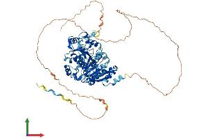 Protein Structure (PS) image for DEAD (Asp-Glu-Ala-Asp) Box Polypeptide 17 (DDX17) (AA 1-650) protein (His tag) (ABIN7563786)
