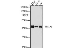 Western blot analysis of extracts of various cell lines, using eEF1 antibody (7857) at 1:1000 dilution. (eEF1A1 Antikörper  (AA 123-462))