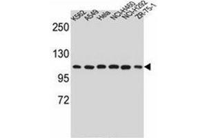 Western blot analysis of Endoplasmin / HSP90B1 / TRA1 Antibody (Center) in K562, A549, Hela, NCI-H460, NCI-H292, ZR-75-1 cell line lysates (35ug/lane). (GRP94 Antikörper  (Middle Region))