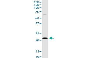 SELS MaxPab rabbit polyclonal antibody. (Selenoprotein S Antikörper  (AA 1-187))