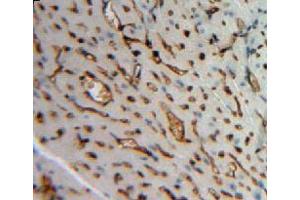 #VALUE! (Angiopoietin 4 Antikörper  (AA 270-490))