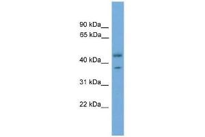 PRPSAP2 antibody used at 0. (PRPSAP2 Antikörper  (Middle Region))