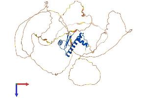 MEF2A Protein (AA 1-498) (His tag)