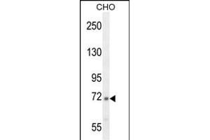 C2 Antibody (N-term) (ABIN654619 and ABIN2844317) western blot analysis in CHO cell line lysates (35 μg/lane). (Complement C2 Antikörper  (N-Term))