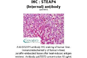Image no. 1 for anti-STEAP Family Member 4 (STEAP4) (Internal Region) antibody (ABIN1739713) (STEAP4 Antikörper  (Internal Region))