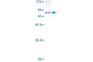 NR2C1 Protein (AA 1-419) (GST tag)