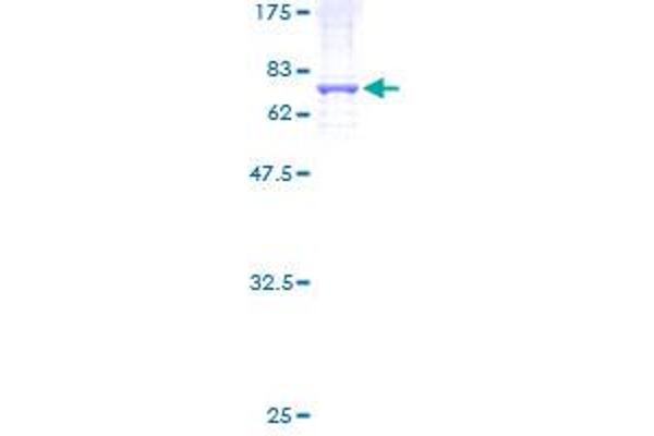 NR2C1 Protein (AA 1-419) (GST tag)