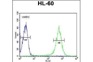 EYA4 Antibody (C-term) (ABIN653278 and ABIN2842794) flow cytometry analysis of HL-60 cells (bottom histogram) compared to a negative control cell (top histogram). (EYA4 Antikörper  (C-Term))