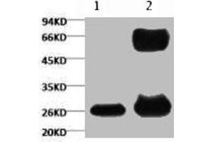 1) Input (control) 2) IP products, antibody dilution 1:200 (GFP Antikörper)