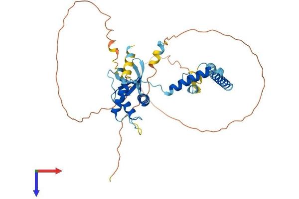 SEC62 Protein (AA 1-399) (His tag)