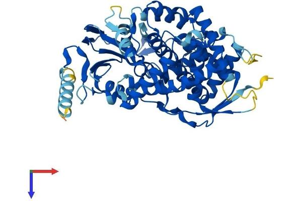 CYP8B1 Protein (AA 1-501) (His tag)