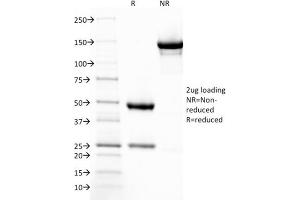 SDS-PAGE Analysis Purified Thrombomodulin Mouse Monoclonal Antibody (THBD/1782). (Thrombomodulin Antikörper  (AA 69-194))