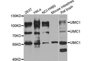 Western blot analysis of extracts of various cell lines, using UIMC1 antibody (ABIN5974363) at 1/1000 dilution. (UIMC1 Antikörper)