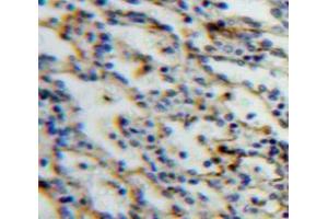 IHC-P analysis of Spleen tissue, with DAB staining. (SIGLEC5 Antikörper  (AA 18-135))