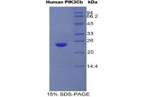 SDS-PAGE (SDS) image for Phosphoinositide-3-Kinase, Catalytic, beta Polypeptide (PIK3CB) (AA 524-703) protein (His tag) (ABIN1981216) (PIK3CB Protein (AA 524-703) (His tag))