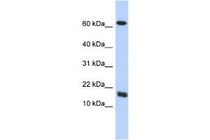 WB Suggested Anti-C4orf46 Antibody Titration: 0.