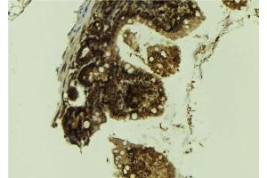 ABIN6276559 at 1/100 staining Mouse colon tissue by IHC-P. (LSD1 Antikörper  (Internal Region))