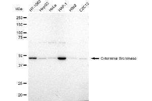 anti-C-Src tyrosine Kinase (CSK) antibody
