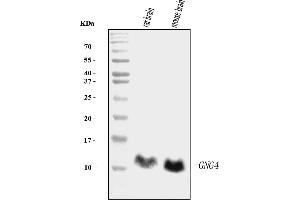 Western blot analysis of GNG4 using anti-GNG4 antibody (ABIN7599460).