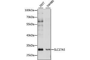 Western blot analysis of extracts of various cell lines, using SLC17A5 antibody (ABIN6294218) at 1:1000 dilution. (Solute Carrier Family 17 (Acidic Sugar Transporter), Member 5 (SLC17A5) Antikörper)