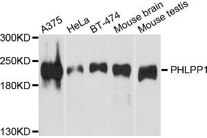 Western blot analysis of extracts of various cell lines, using PHLPP1 antibody. (PHLPP1 Antikörper)