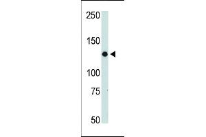 The anti-JAK2 Pab (ABIN387982 and ABIN2844820) is used in Western blot to detect JAK2 in mouse thymus tissue lysate. (JAK2 Antikörper  (C-Term))